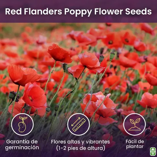 Miniatura 2 de Semillas de amapola roja de Flandes para la plantación - Más de 50.000 semillas de flores frescas - Cultivadas en los EE. UU. - Flor silvestre