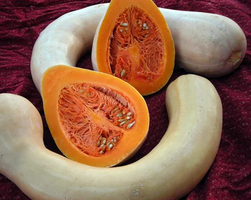 Miniatura 3 de TomorrowSeeds - Semillas de calabaza de cuello de pavo - Más de 20 unidades - para plantar 2025 Pennsylvania Holandesa Larga Calabaza Cuello