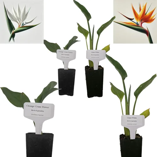 Miniatura 8 de Hoja de laurel mediterránea, planta viva de laurel de laurel. Variedad estándar - Laurus Nobilis. Planta viva. Fragante, fresca, comestible. Lo