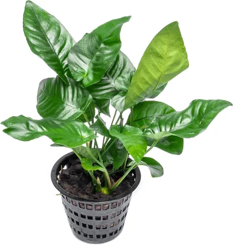 Miniatura 40 de SubstrateSource Plantas vivas – Anubias Hastifolia (Anubias hastifolia) – Luz baja a moderada, hojas en forma de flecha de color verde medio a
