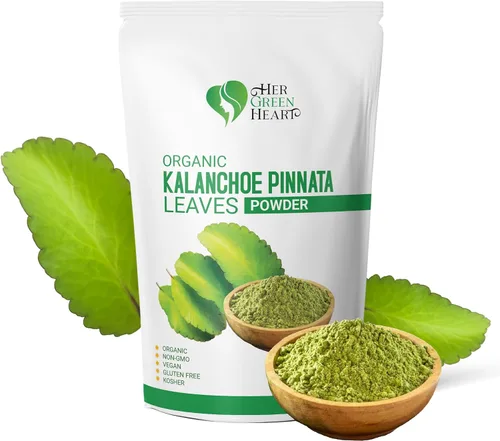 Hojas de Kalanchoe Pinnata en polvo secas hojas sanas polvo bien limpiado hoja de vida