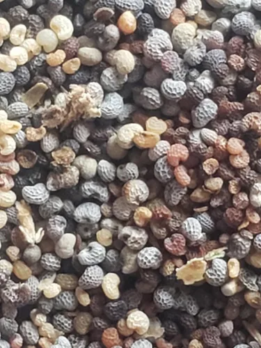 Miniatura 3 de Generic World Poppy Seed Blend Papaver Somniferum Mix 25+ cepas orgánicas sin OMG 100,000 semillas