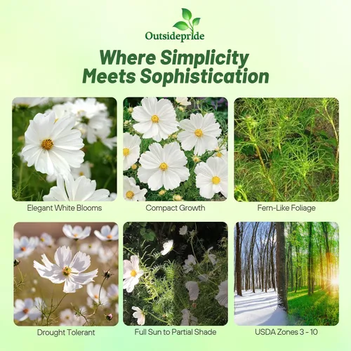 Miniatura 2 de Outsidepride Purity Cosmos Bipinnatus Seeds - 1000 semillas anuales, fáciles de cultivar y tolerantes a la sequía para plantar con follaje similar a
