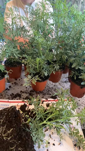 Miniatura 2 de Botanica las Americas, Ruda/Rue Planta Completa con Raíz, Pequeña