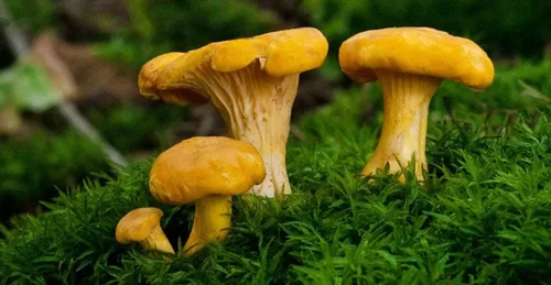 Miniatura 3 de Hongos rebozuelos esporas no GMO Heirloom 100 Semillas