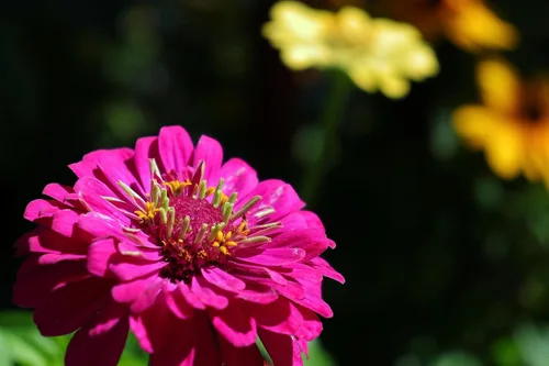 Miniatura 5 de 250 semillas de zinnia de California Giants para plantar, semillas de flores de primera calidad cultivadas en Estados Unidos sin OMG cultivadas