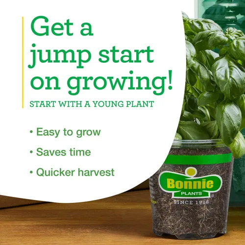 Miniatura 7 de Bonnie Plants Pimienta de plátano picante 19.3 oz. paquete de 4, amarillo