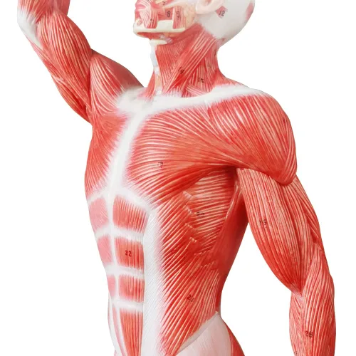 Miniatura 4 de EVOTECH SCIENTIFIC Modelo de músculo humano - Modelo de sistema muscular en miniatura de 20 pulgadas, figura muscular humana, modelo de anatomía