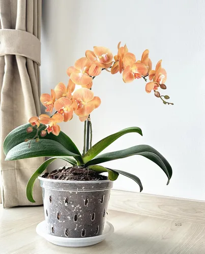 Miniatura 3 de DESOMINOR Maceta de orquídea transparente, macetas de plástico de 4.8 pulgadas, 5.6 pulgadas y 7 pulgadas con agujeros y platillos, macetas
