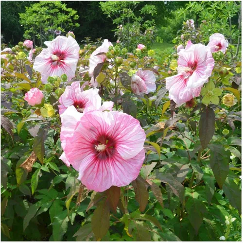 Miniatura 2 de Everwilde Farms - Semillas de flores silvestres nativas de malva de pantano de 1 onza - Gold Vault