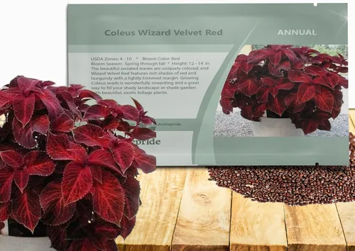 Outsidepride Wizard Velvet Red Coleus Semillas para plantar – 200 piezas anuales, compactas y fáciles de cultivar, semillas de flores con follaje