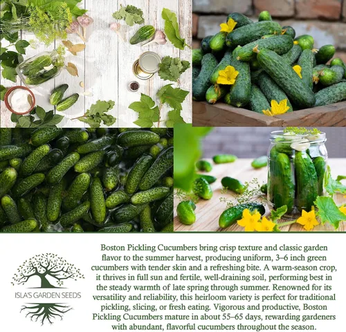 Miniatura 6 de Boston Pickling - Semillas de pepino para plantar, más de 100 semillas tradicionales por paquete, semillas de jardín de Isla