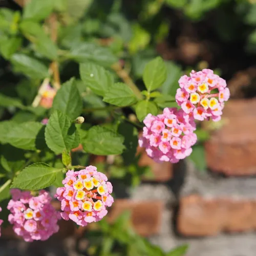 Miniatura 2 de 2 plantas Lantana vivas, en maceta, color rosa brillante, plantas vivas para plantar al aire libre, plantas Lantana arrastradas, planta Lantana