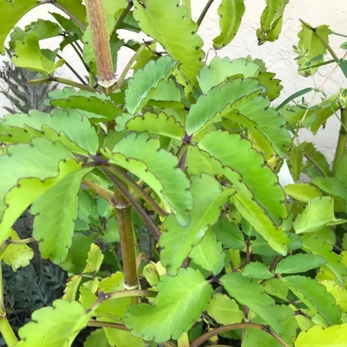 Miniatura 6 de Kalanchoe Pinnata Planta viva, planta Kalanchoe viva, 4-8 pulgadas de alto, en maceta de 4 pulgadas, planta viva suculenta Kalanchoe para plantar