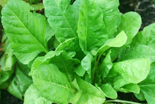 Miniatura 8 de Semillas de espinacas gigantes durante todo el año Verduras tradicionales verdes para plantar semillas sin OMG 300