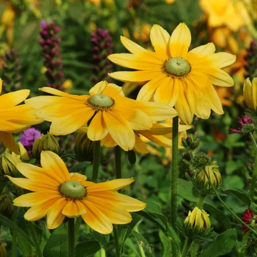 Miniatura 7 de Outsidepride Green Eyes Rudbeckia Seeds - 5000 unidades. Semillas de flores anuales, fáciles de cultivar y auto-siembradas para plantar flores
