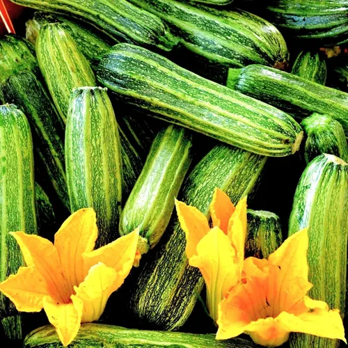 TomorrowSeeds - Semillas de calabacín Costata Romanesco - Paquete de 20 unidades - para plantar semillas de jardín 2025 acanaladas italianas a rayas