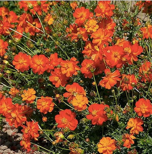 Miniatura 2 de Semillas cosmos de naranja azufre altas, largo período de floración en todas las zonas, hasta 5 pies de alto