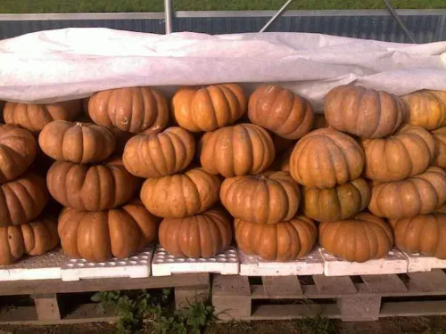 Miniatura 3 de Musquee de calabaza De Provence Gigante Raro No GMO Vegetal para Plantar