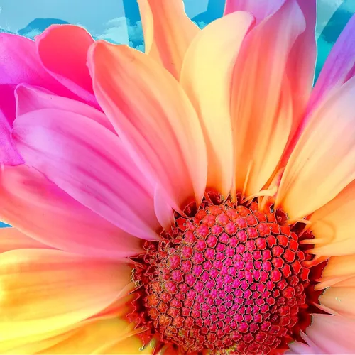 HSENJT Kits de pintura de diamantes 5D para adultos, arte de diamantes de flor de gerbera, 14 x 14 pulgadas, kit de pintura de diamantes redondos