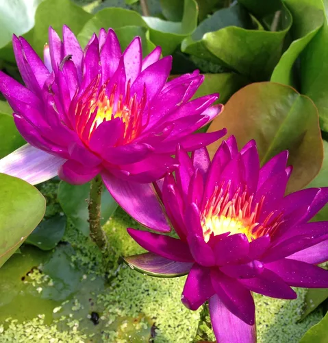 Miniatura 2 de 35 piezas Tazón de semillas de loto mezclado lirio de agua para plantar agua Características Bonsai Lotus Flower Interior Exterior Jardín Estanque