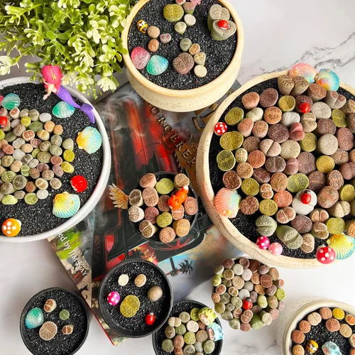 Miniatura 6 de Lithops Mezcla aleatoria de plantas suculentas vivas raras, 30/50/100 piezas de plantas suculentas vivas, raíz desnuda sin tierra de maceta