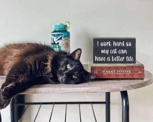 Miniatura 3 de Esur Bonita decoración de escritorio de oficina en casa para mujeres y hombres, regalos para amantes de los gatos, divertido letrero inspirador