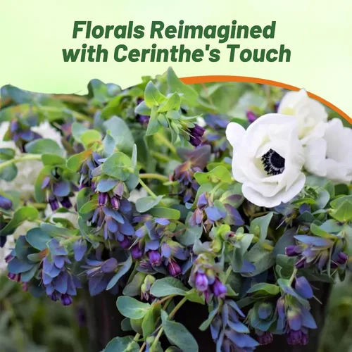 Miniatura 6 de Outsidepride Cerinthe Major Honeywort Semillas – 50 unidades. Semillas anuales, autosiembradas y fáciles de cultivar, semillas de flores