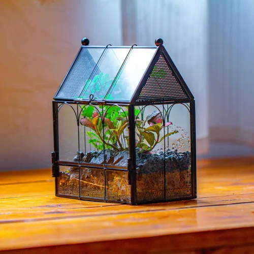 Miniatura 9 de NCYP Pequeño recinto de terrario de vidrio con malla para arañas saltadoras, plantas suculentas en forma de micro casa, terrario, decoración