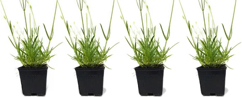 L+ Lavandula x Intermedia 'Provence' - Flores azules fragantes en macetas de 4 pulgadas - Juego de 4 plantas, ideal para jardinería, decoración y