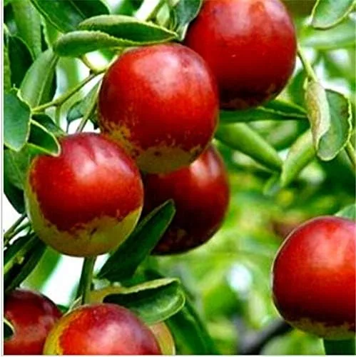 Miniatura 2 de 5 unids/lote Taiwán Big Jujube al aire libre dulce fruta suculenta planta árbol Bonsái maceta semillas DIY hogar jardín fácil de cultivar: 6
