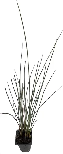 Miniatura 2 de Blue Arrows Rush Grass - Juncus Inflexus - 3 plantas vivas - Tolerante a la sequía de bajo mantenimiento