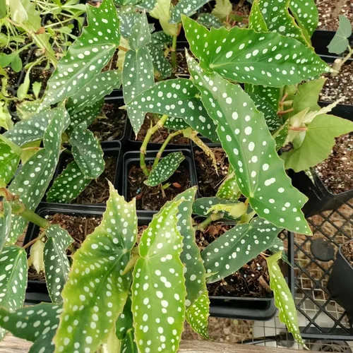 Miniatura 5 de Combo de 4 begonias plantas de interior vivas para interiores, planta viva de begonia maculata de ala de ángel, begonias de lunares para exteriores