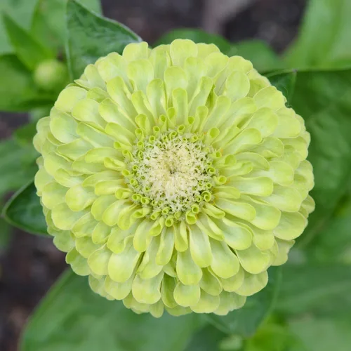 Miniatura 109 de Eden Brothers - Semillas de zinnia, cactus con flores, sin OMG, plantar en primavera, paquete, flores de bajo mantenimiento, zonas 3, 4, 5, 6, 7, 8