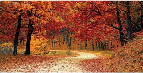 Miniatura 9 de Leyiyi Telón de fondo de bosque de otoño de 5 x 3 pies, árboles de arce rojo, camino de montaña, paisaje caducifolio, Acción de Gracias, fotografía