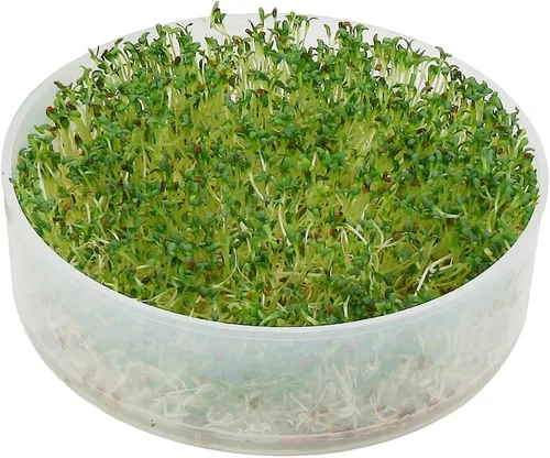 Miniatura 5 de KITCHEN CROP VKP Marcas Germinador de 4 Bandejas