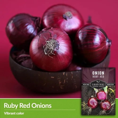 Miniatura 3 de Survival Garden Seeds Semillas de cebolla roja rubí para plantar, 1 paquete con instrucciones para cultivar cebollas en rodajas de un día largo