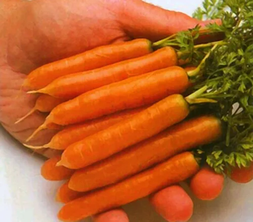 Zanahoria Little Finger Great Heirloom Semillas Vegetales 2,000 Semillas