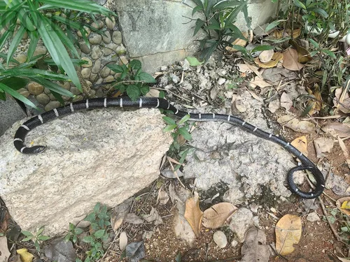 Miniatura 8 de Serpiente de goma de 53 pulgadas, juguete realista de serpientes falsas para bromas del día de los inocentes, Halloween (a rayas)
