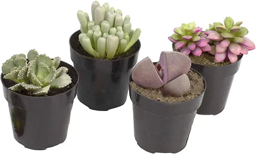 Altman Plants, Mimicry - Plantas suculentas vivas (paquete de 4), Lithops plantas vivas para exteriores o interiores vivas, piedras vivas, plantas