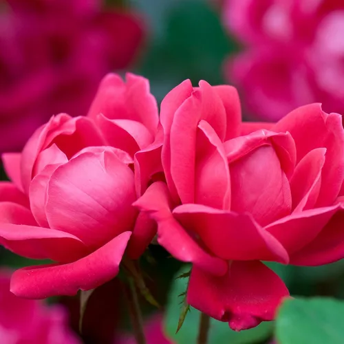 Miniatura 2 de Knockout Rosa doble, 1 galón, rojo cereza