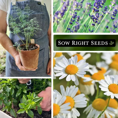 Miniatura 4 de Sow Right Seeds - Colección de semillas de hierbas enanas para plantar - Lavanda Munstead, albahaca griega, eneldo compacto, manzanilla romana