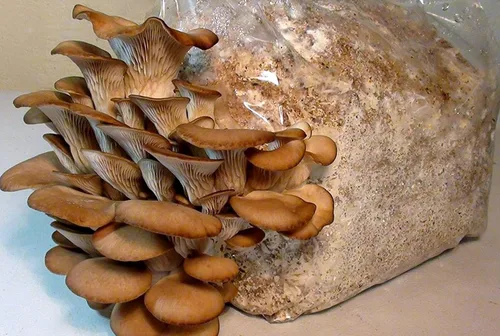 Miniatura 4 de Hongos ostra esporas no GMO Heirloom 100 semillas