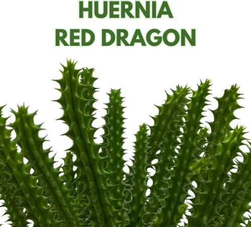 Miniatura 2 de BubbleBlooms Huernia Dragón Rojo Stapelia Cactus/Huernia penzigii, en maceta de 4 pulgadas