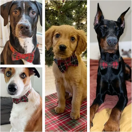 Miniatura 6 de Collar de perro personalizado con hebilla de metal grabada, nombre y número de teléfono personalizados, ajustable para razas pequeñas, medianas