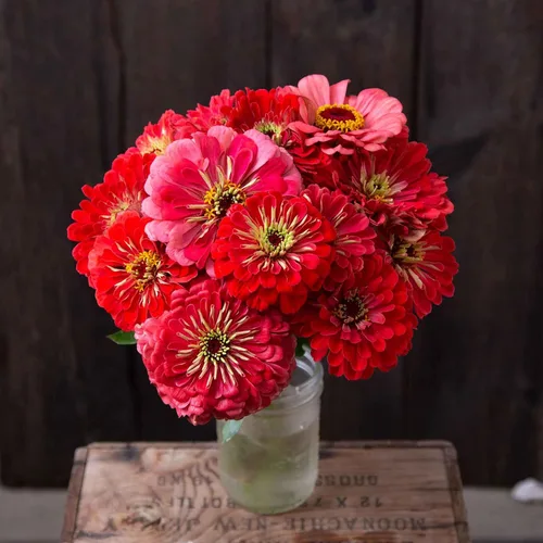 Miniatura 17 de Eden Brothers - Semillas de zinnia, cactus con flores, sin OMG, plantar en primavera, paquete, flores de bajo mantenimiento, zonas 3, 4, 5, 6, 7, 8
