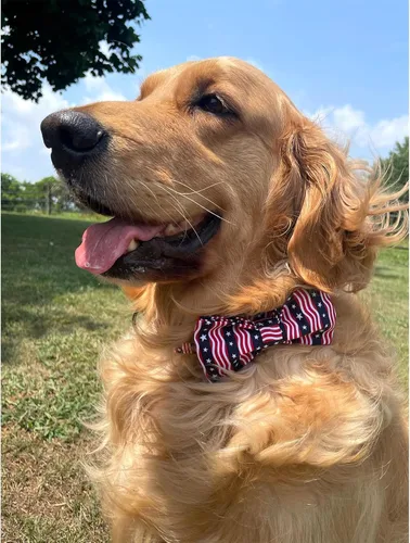 Miniatura 2 de Lionheart glory - Collar de perro de alta calidad con bandera americana, collar para perro con lazo del 4 de julio, collar para perro ajustable