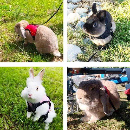 Miniatura 8 de PETTOM Arnés para Conejo Conejillo de Indias con Correa Elástica Extensible, Lindo Arnés de Malla Suave para Mascotas Pequeñas, Sin Tirones, Cómodo