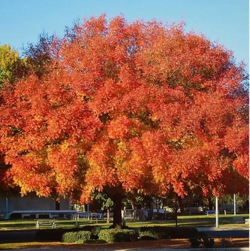 Pistache chino, caducifolio, árbol de sombra, tolerante a la sequía, resistente, tamaño mediano, tasa de crecimiento media, altura del árbol de 1-2
