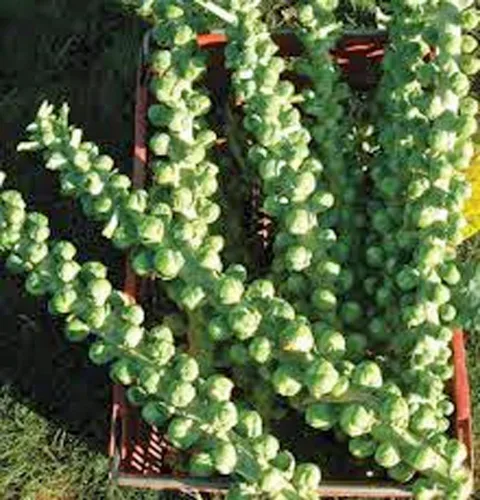 Semillas de coles de Bruselas, Churchill, reliquia, sin OMG, más de 50 semillas, Early Delicious Veggie Country Creek Acres